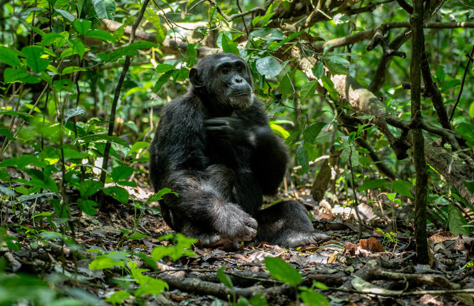 Chimp-tracking-in-kibale