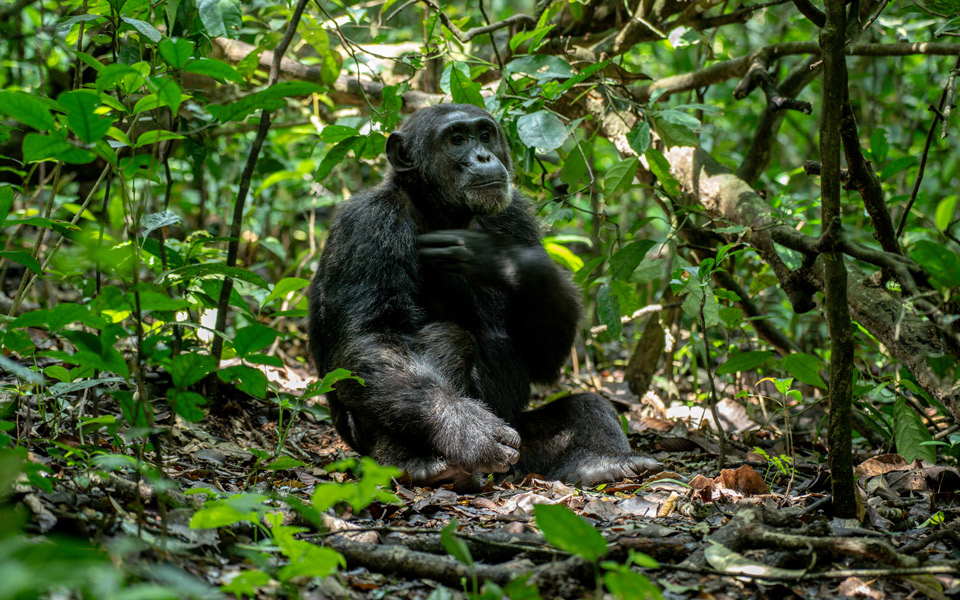 Chimp-tracking-in-kibale