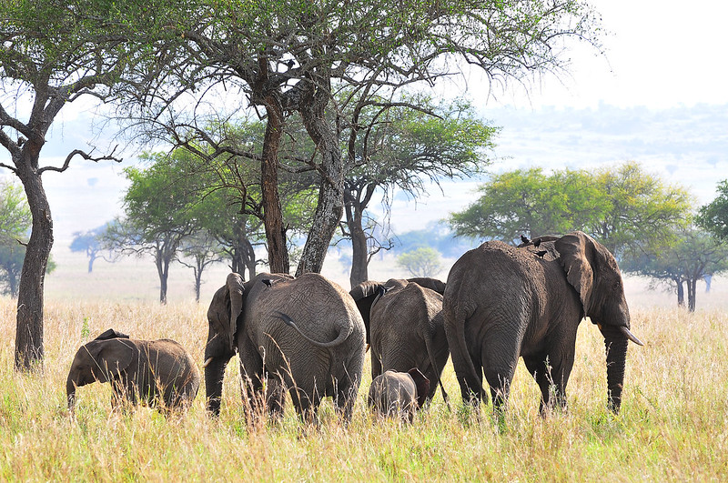 Kabwoya Wildlife Reserve