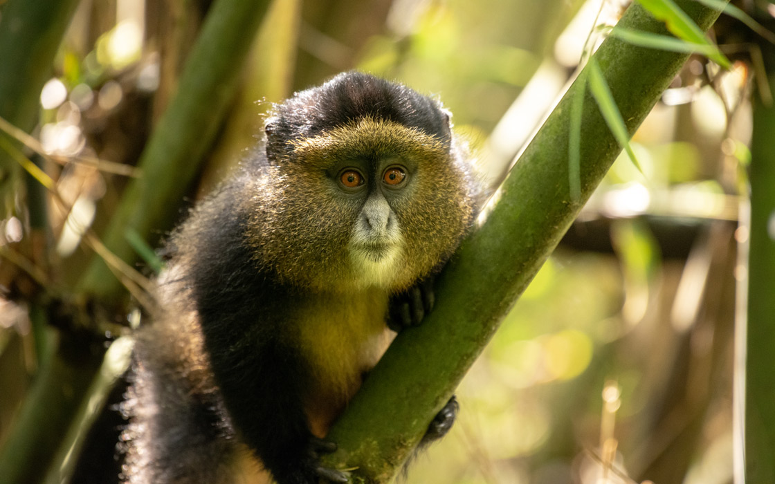 https://ugandawildlife.org/wp-content/uploads/2022/05/golden-monkey-in-mgahinga.jpg?utm_source=chatgpt.com