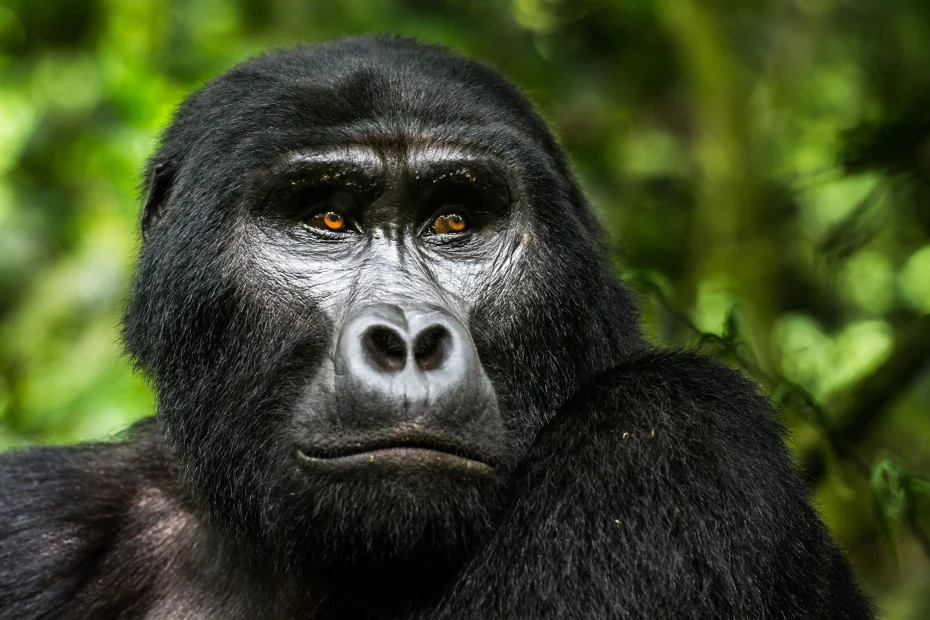 Gorilla tracking in Bwindi