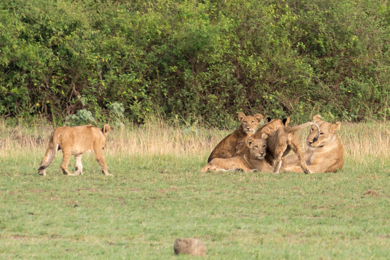 Kyambura Wildlife Reserve