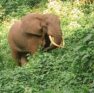 bwindi-forest-elephants
