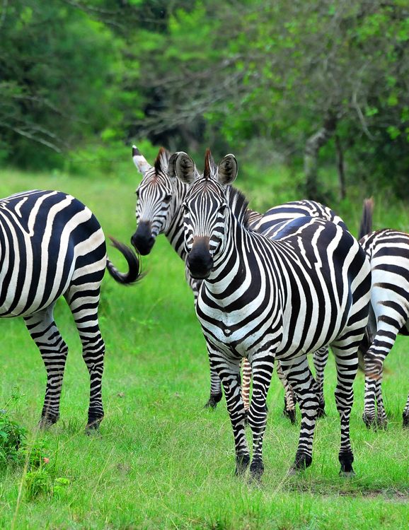 zebras in lake mburo